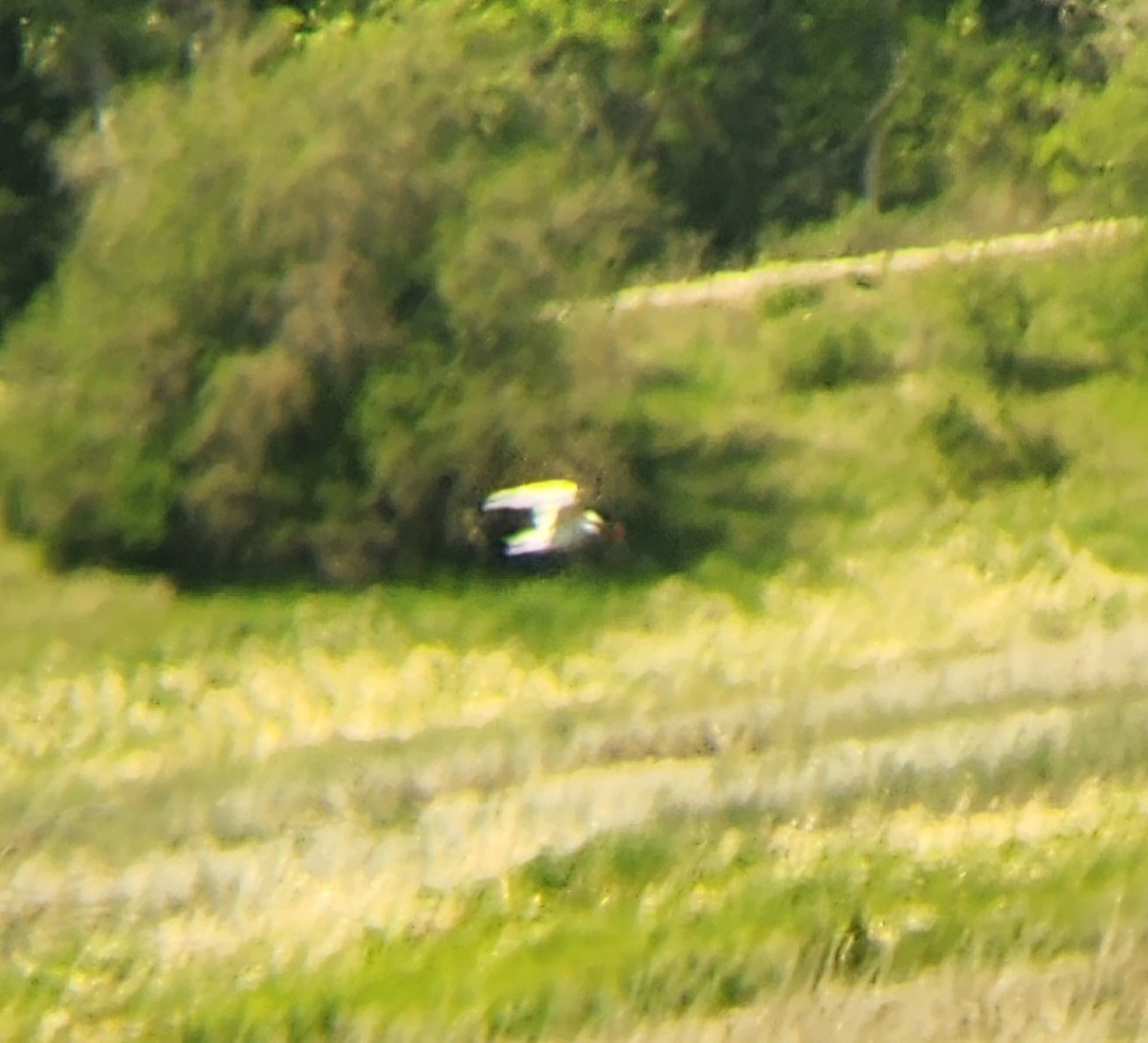 Caspian Tern - ML634876357