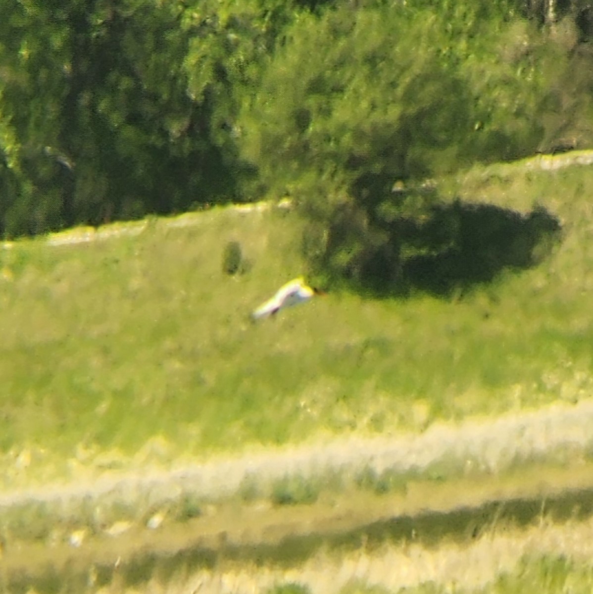 Caspian Tern - ML634876358