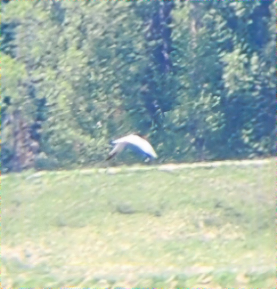 Caspian Tern - ML634876359