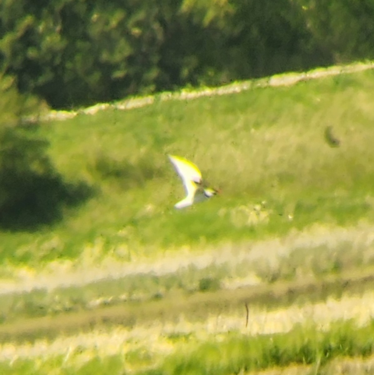 Caspian Tern - ML634876360