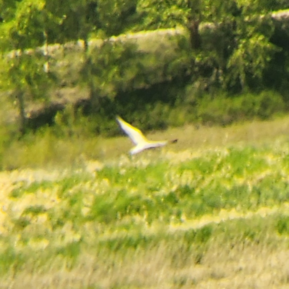 Caspian Tern - ML634876361
