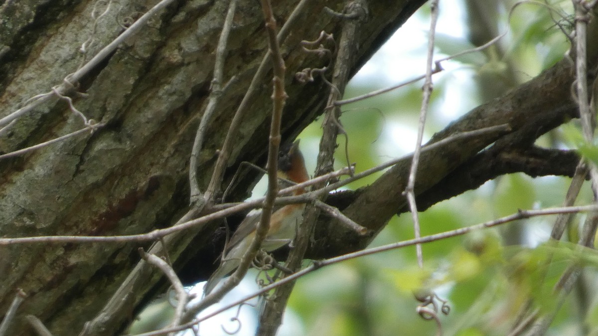 Bay-breasted Warbler - ML634876396