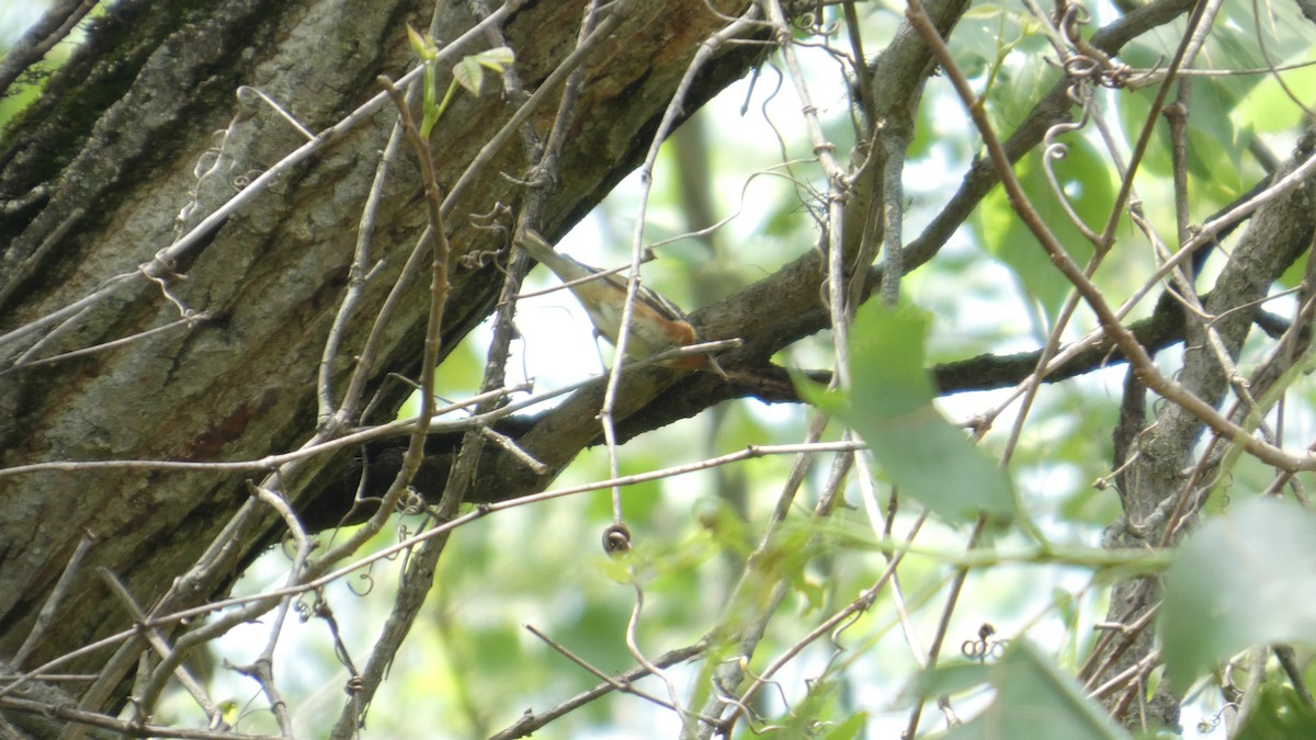 Bay-breasted Warbler - ML634876397
