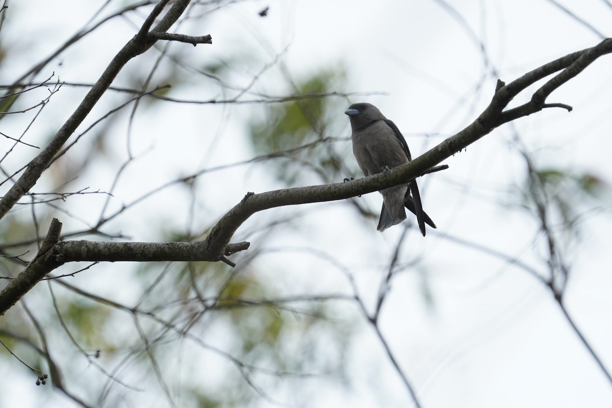 Ashy Woodswallow - ML634876421