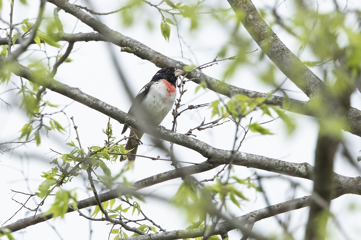 Rose-breasted Grosbeak - ML634876428