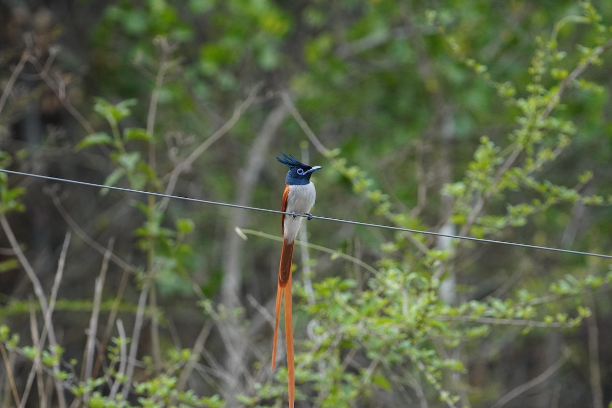 Indian Paradise-Flycatcher - ML634876429