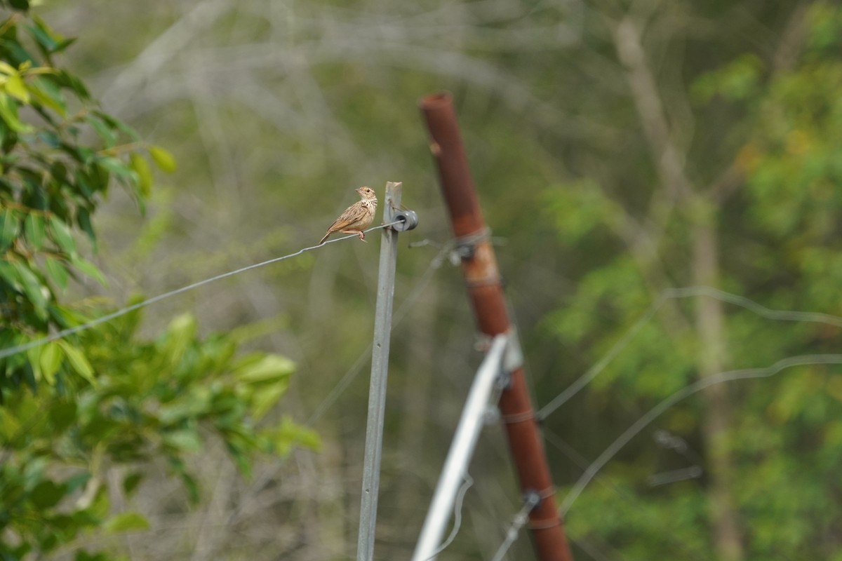 Paddyfield Pipit - ML634876459