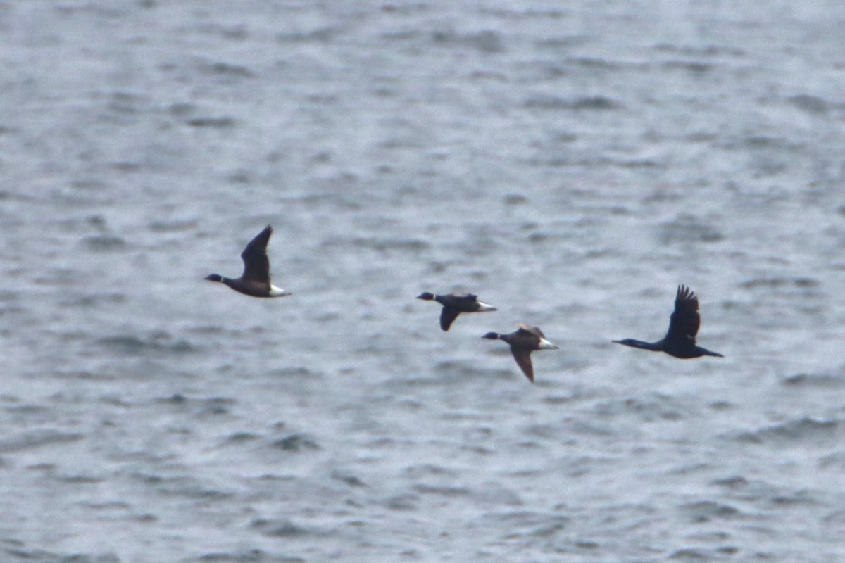 Brant - ML634876472