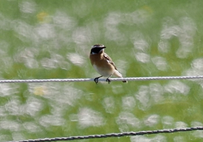 Whinchat - ML634876474