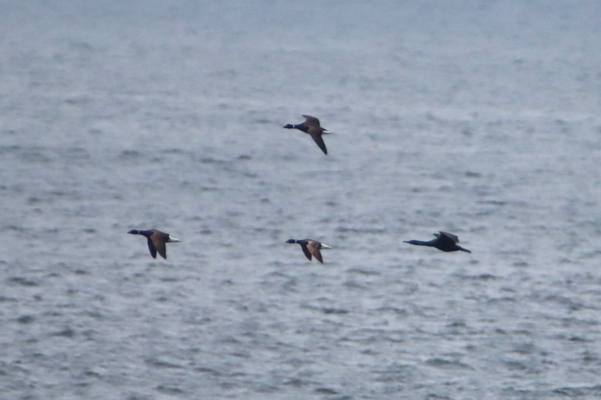 Brant - ML634876518