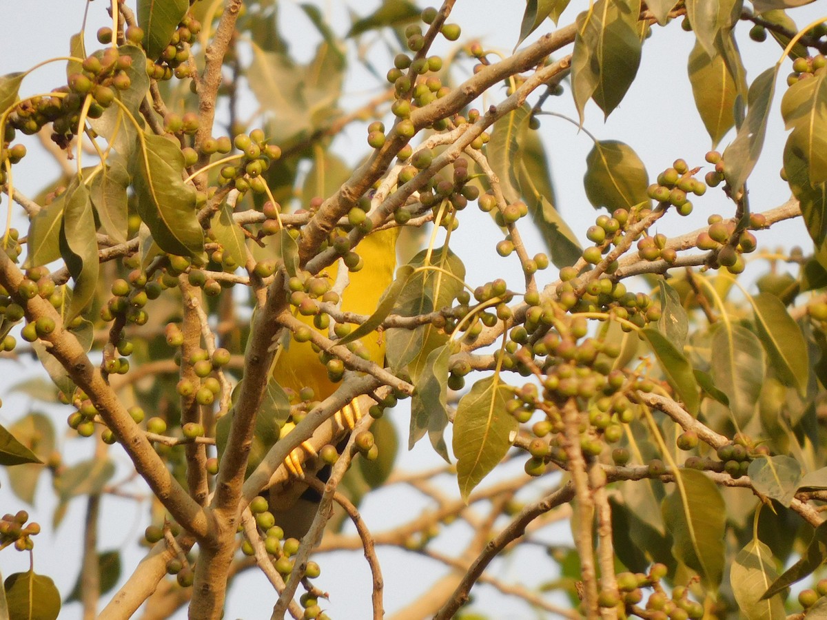 Yellow-footed Green-Pigeon - ML634876522