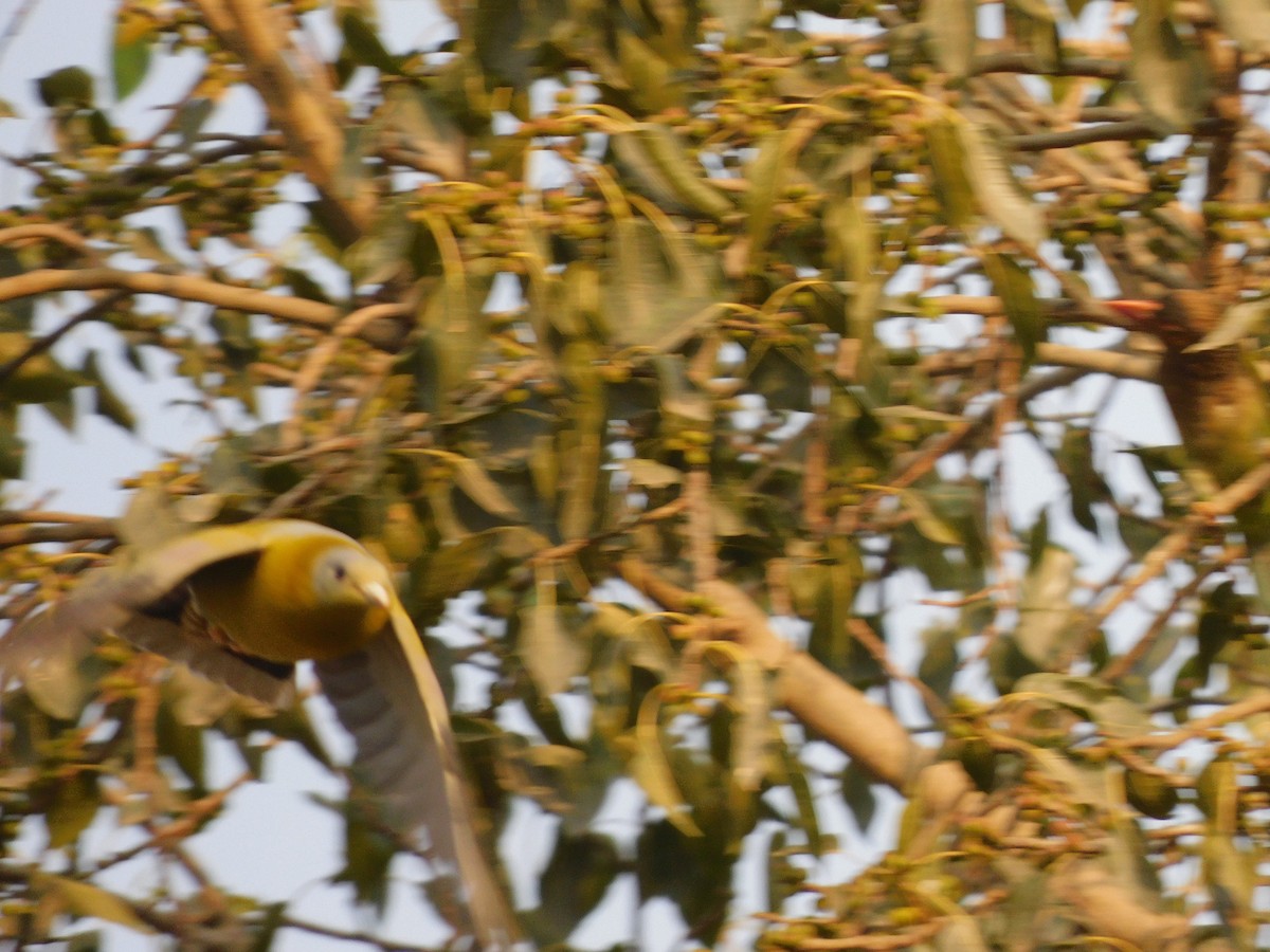 Yellow-footed Green-Pigeon - ML634876524