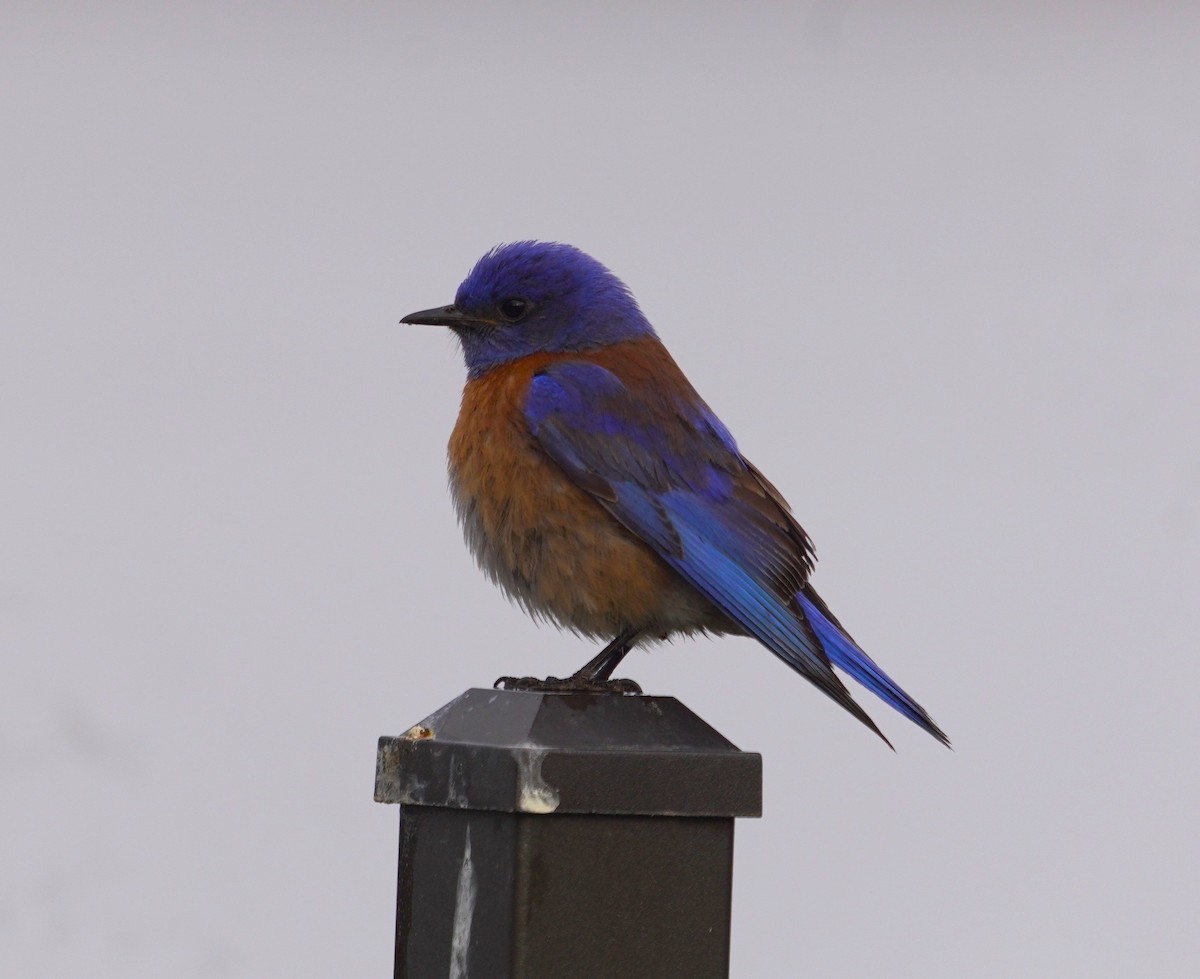 Blaukehl-Hüttensänger - ML634876526