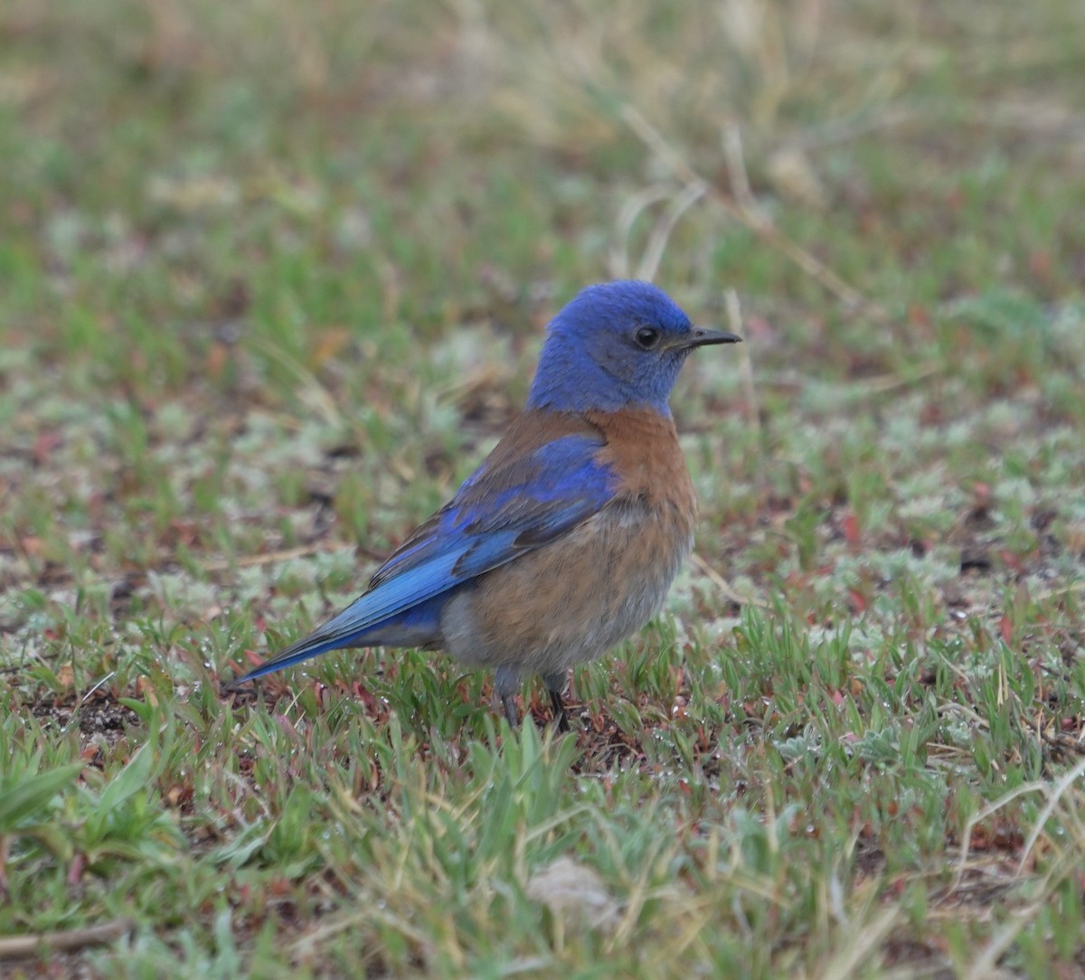 Blaukehl-Hüttensänger - ML634876527