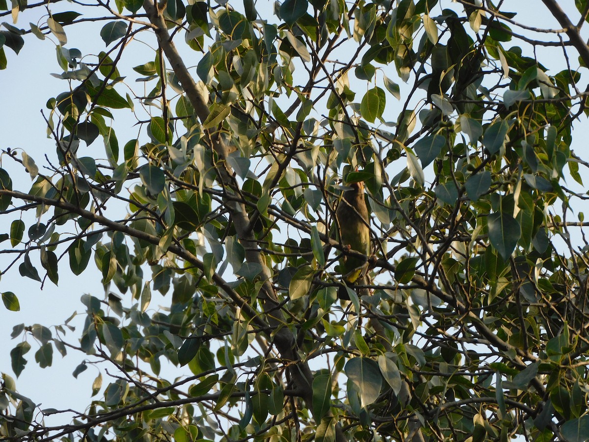 Brown-headed Barbet - ML634876556