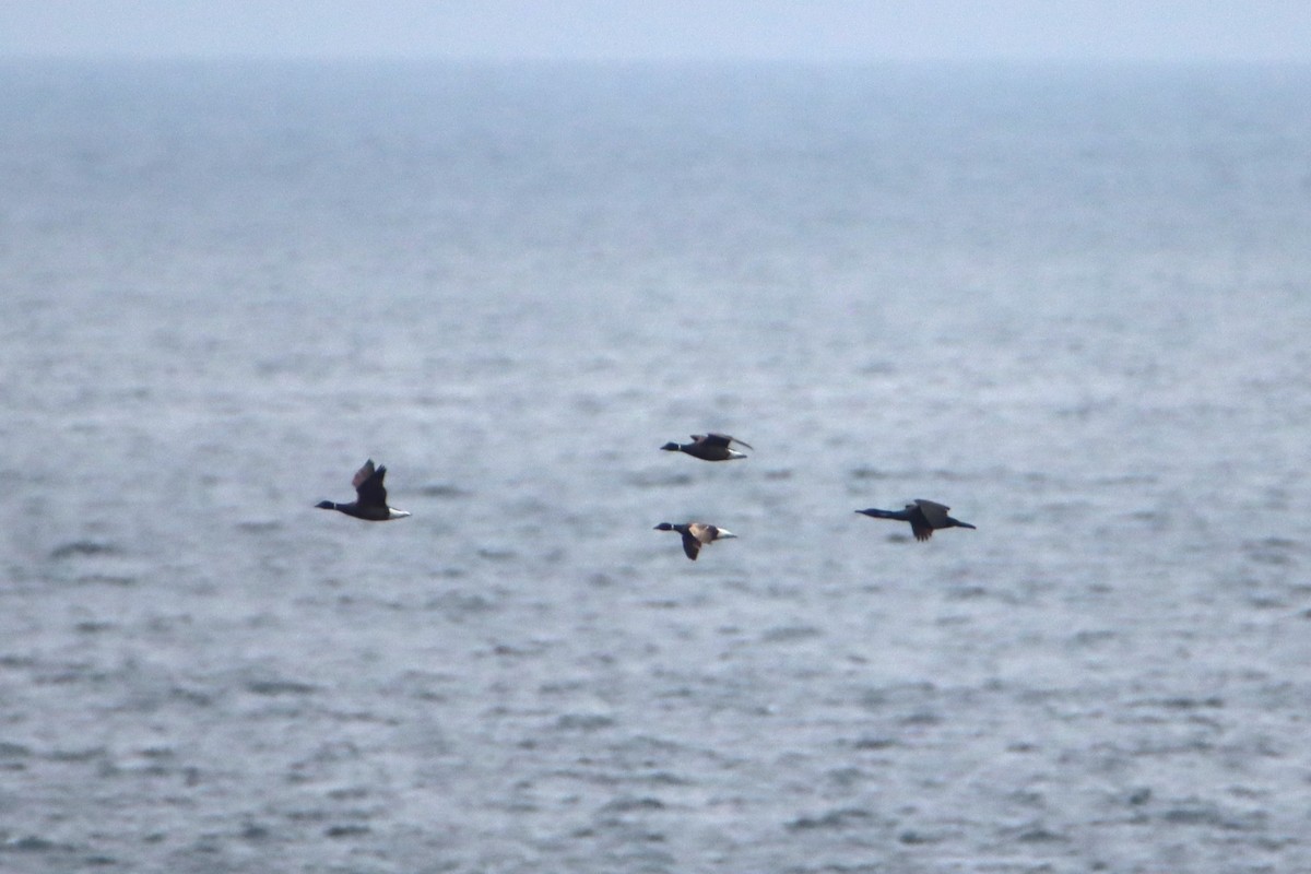 Brant - ML634876559