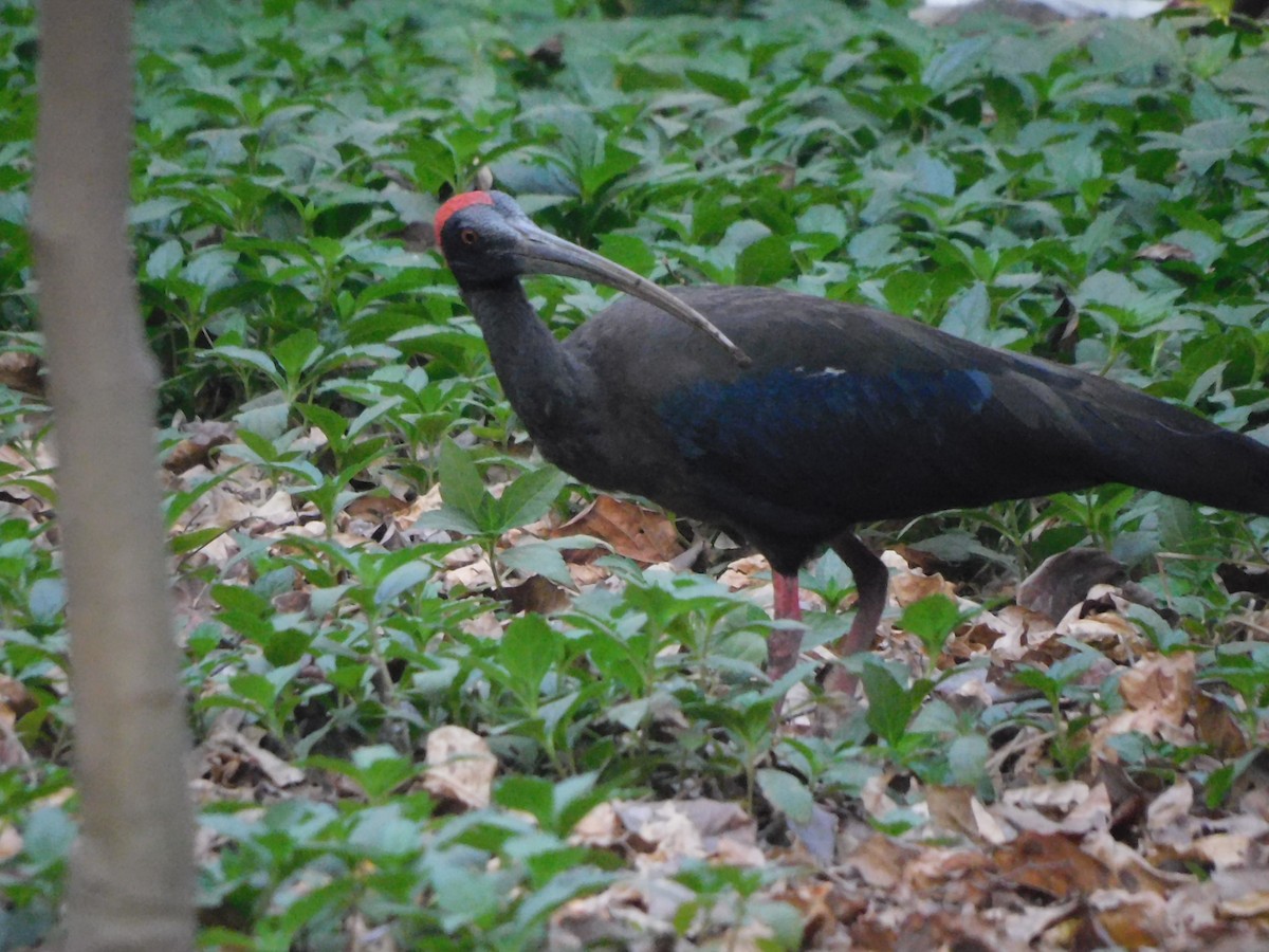 Red-naped Ibis - ML634876574
