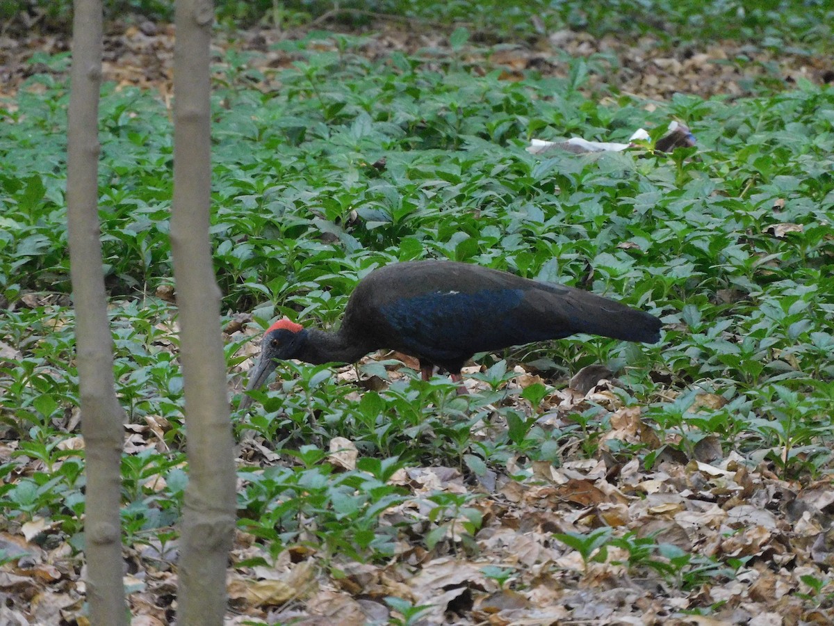 Red-naped Ibis - ML634876588