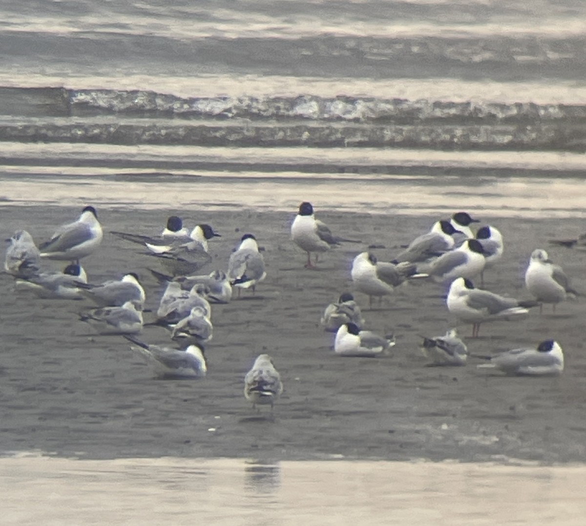 Bonaparte's Gull - ML634876622