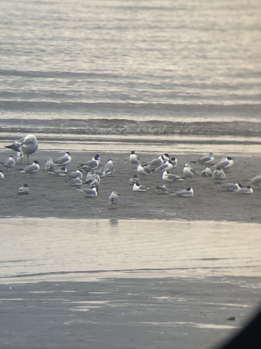 Bonaparte's Gull - ML634876623