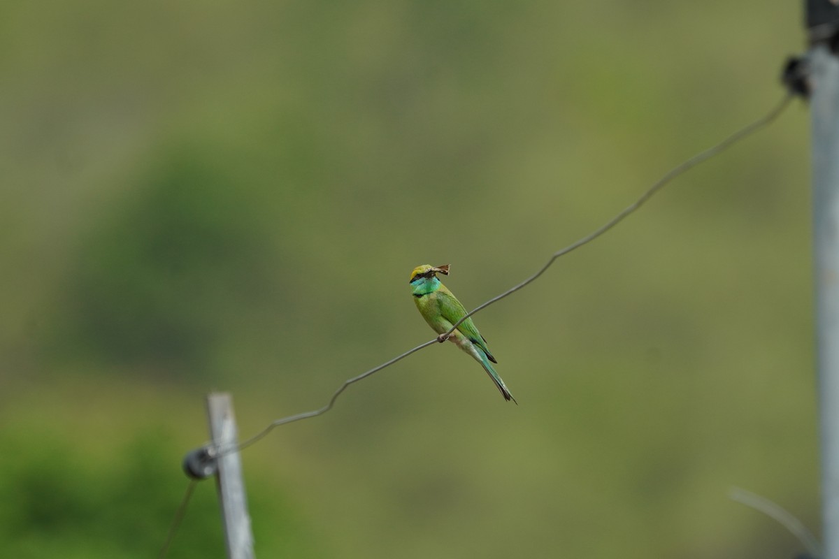 Asian Green Bee-eater - ML634876709