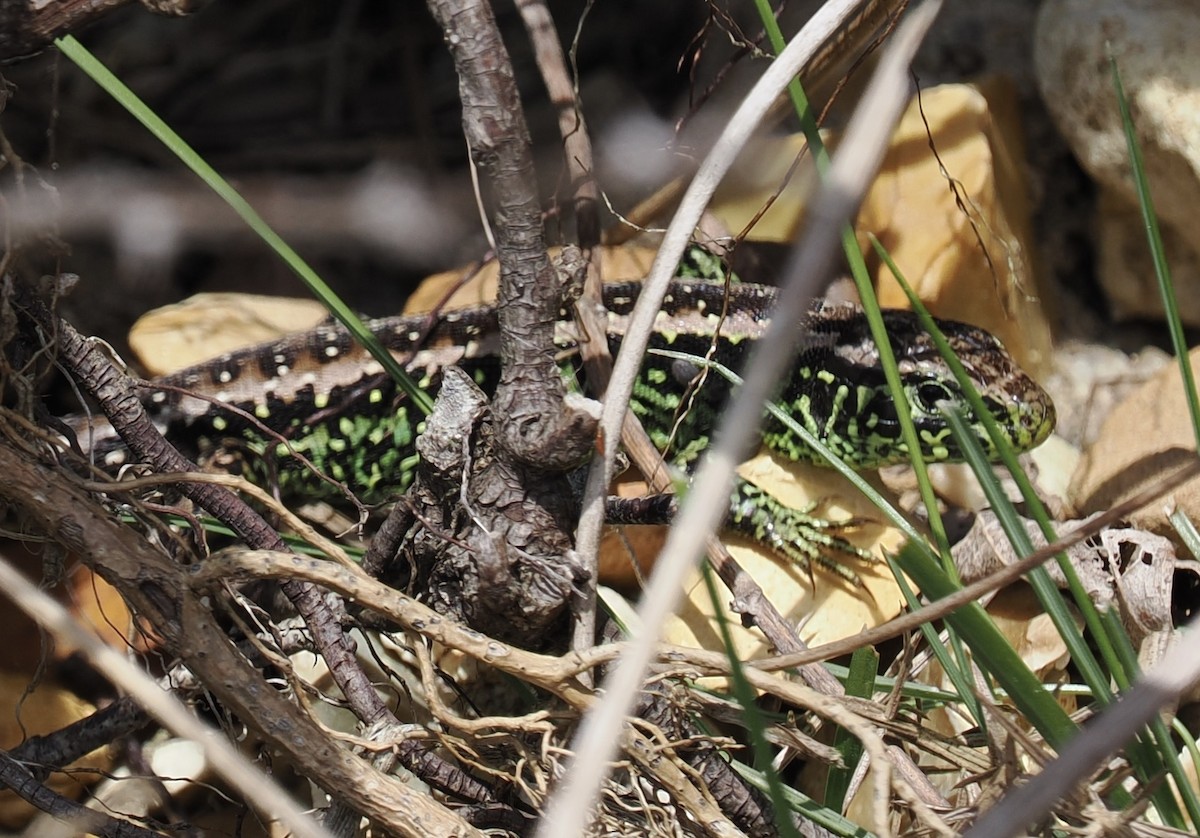 Animals - ML634876741