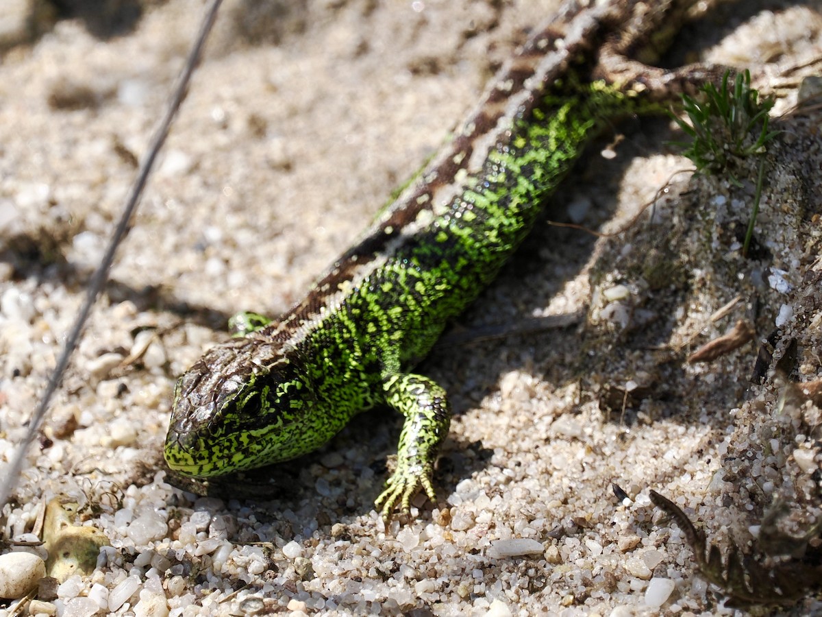 Animals - ML634876742