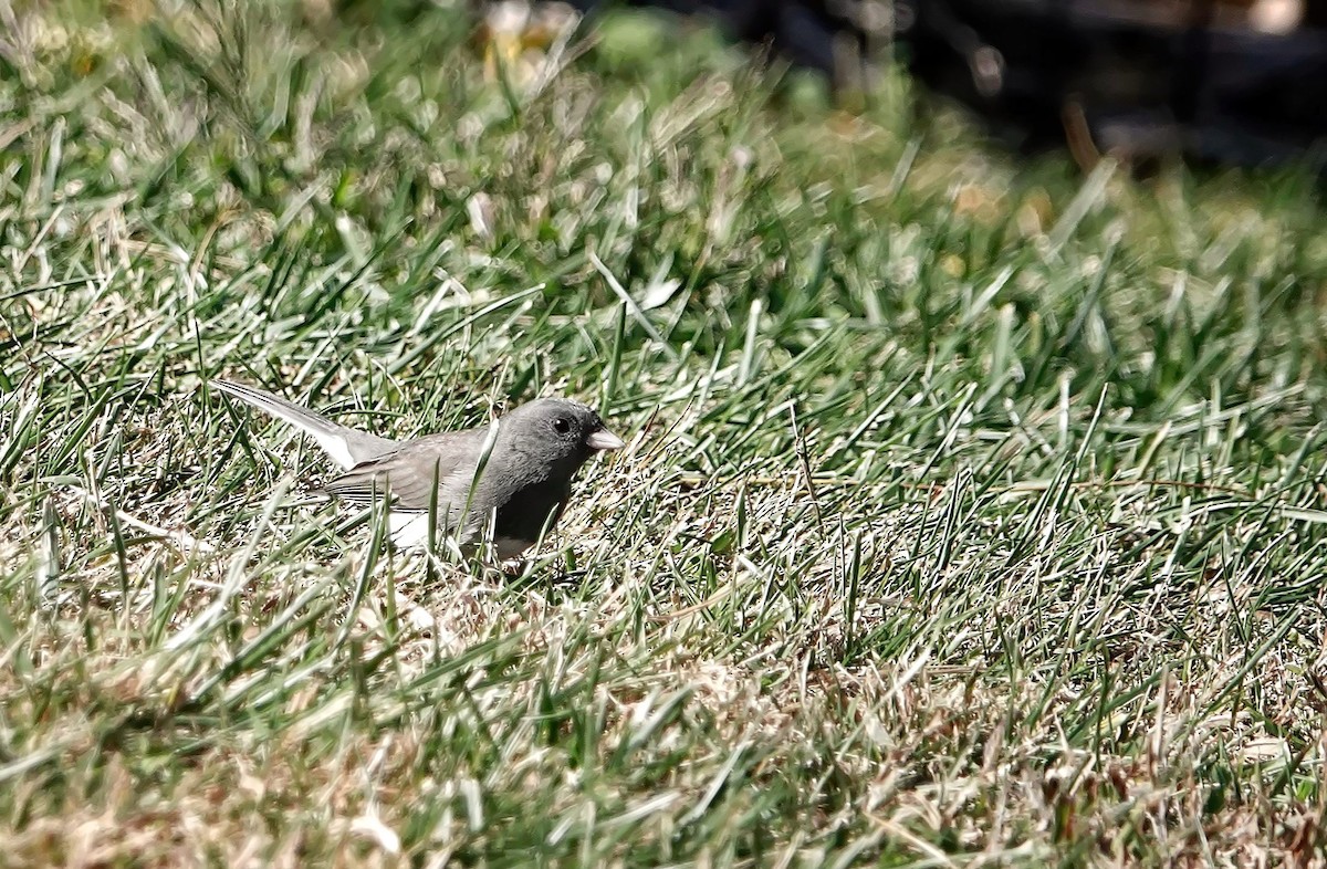 Dark-eyed Junco - ML634876748
