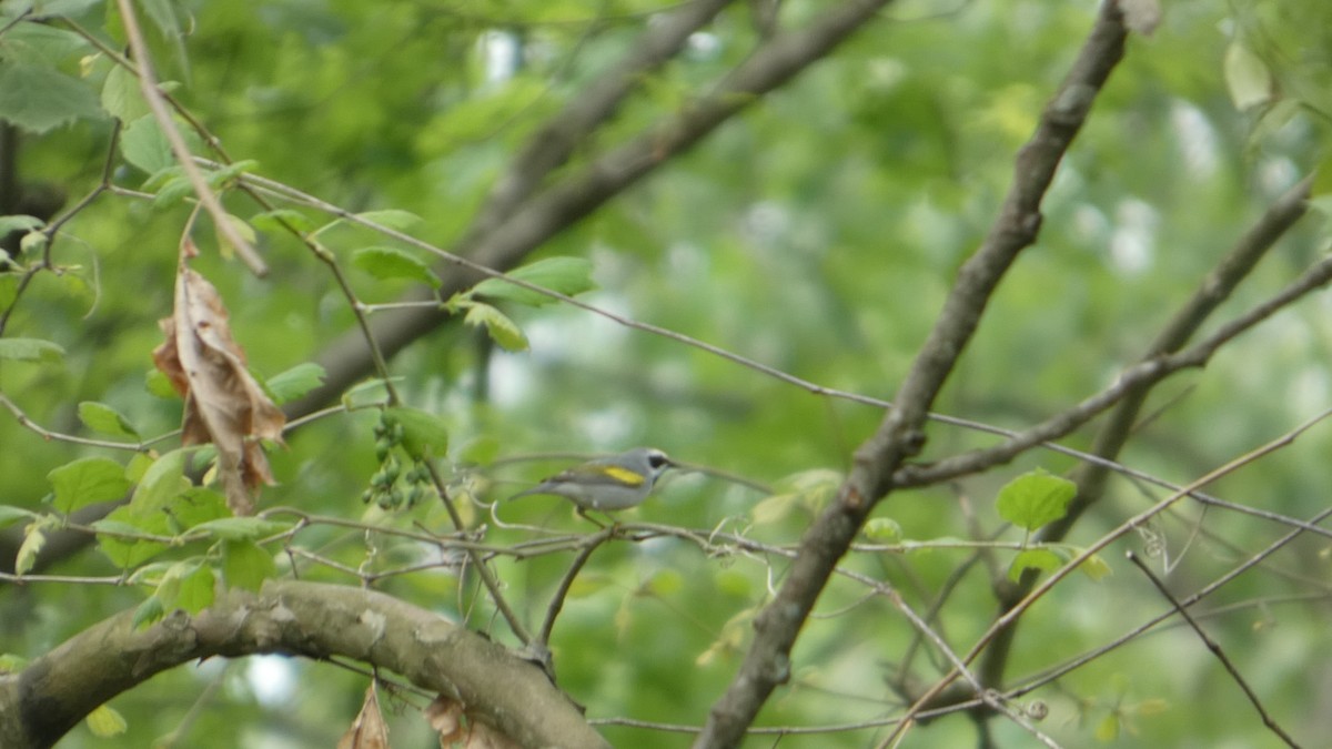 Golden-winged Warbler - ML634876782