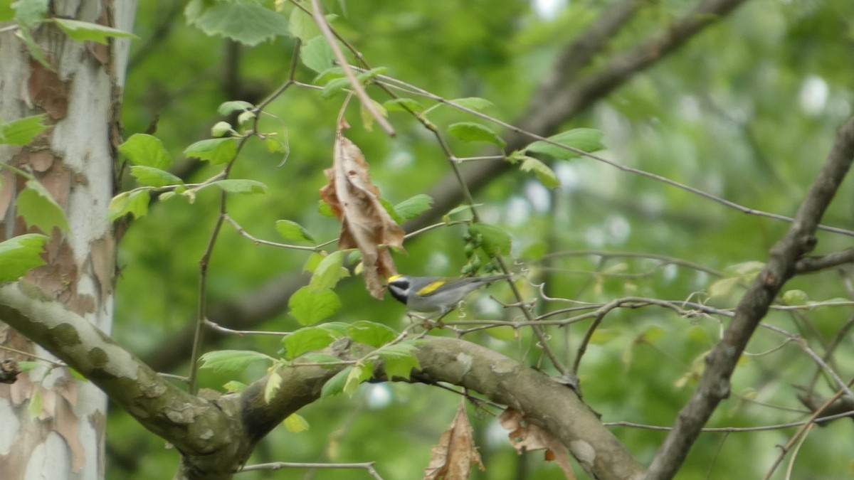 Golden-winged Warbler - ML634876783