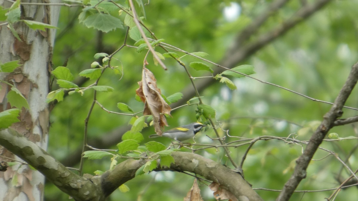 Golden-winged Warbler - ML634876784