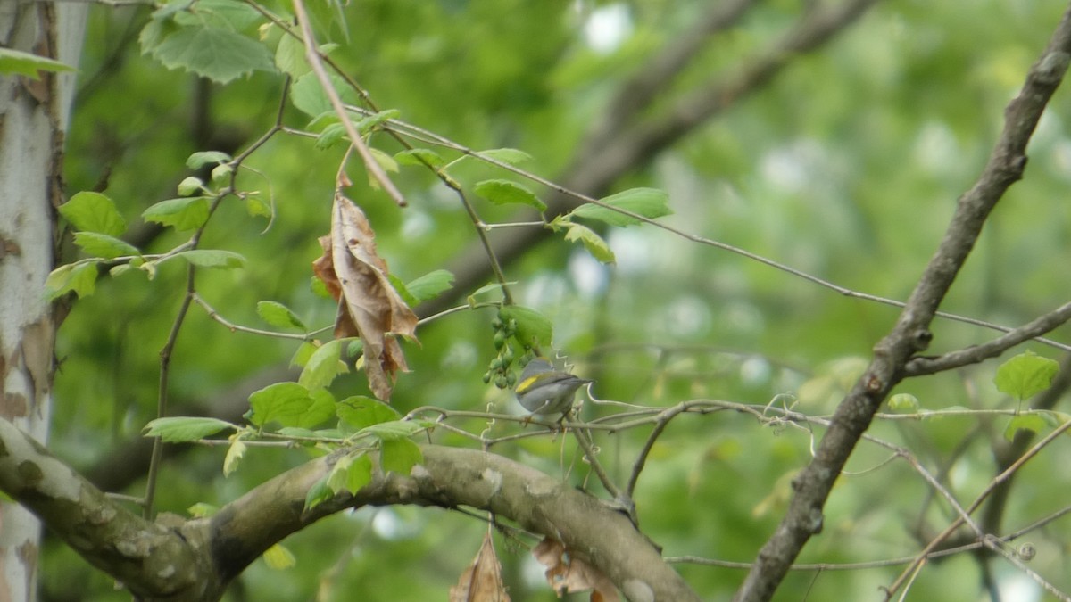 Golden-winged Warbler - ML634876785