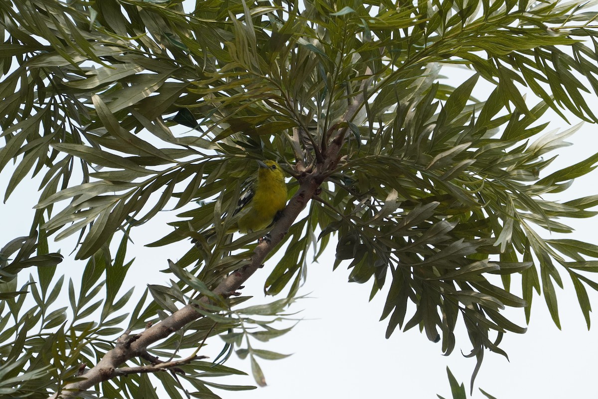 Common Iora - ML634876837