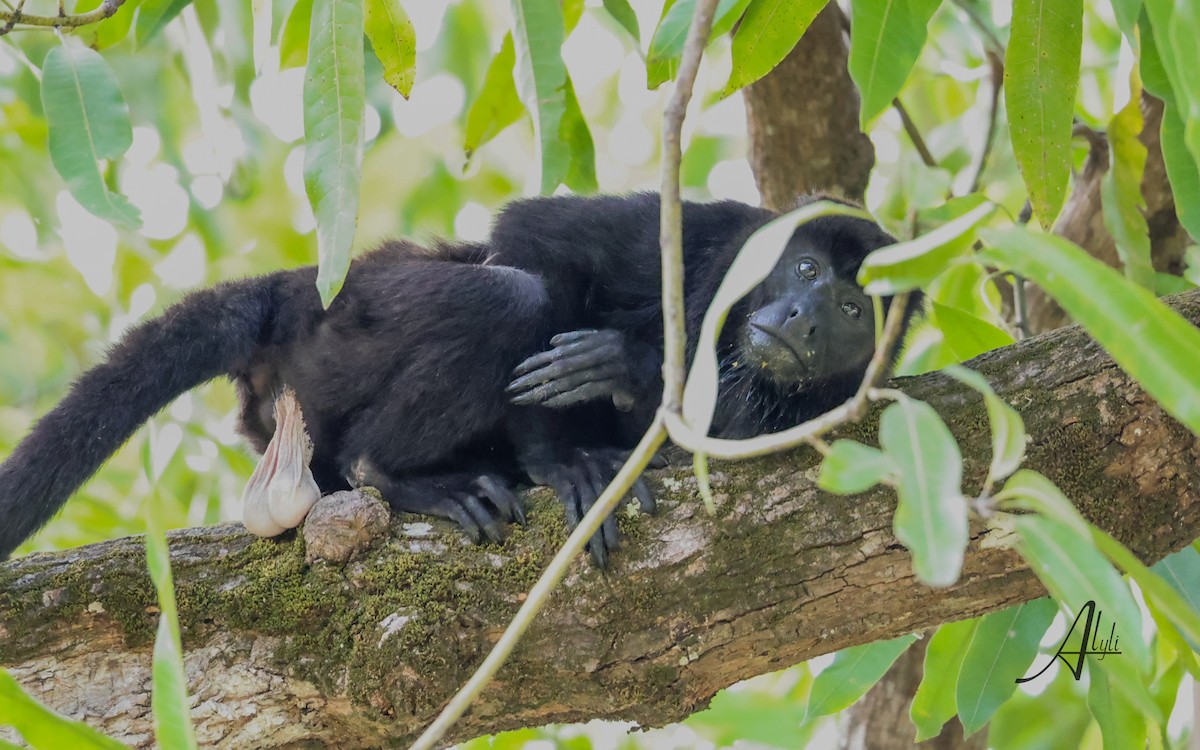 Mammals - ML634876870