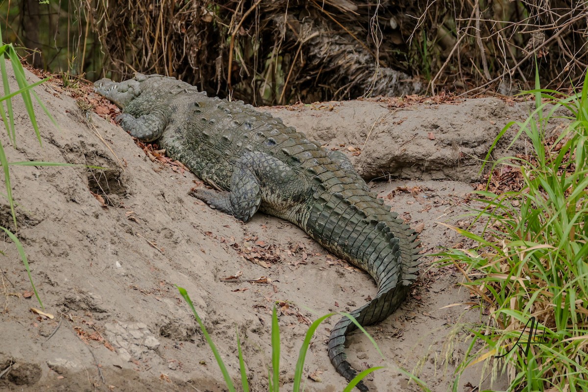 Reptiles - ML634876871