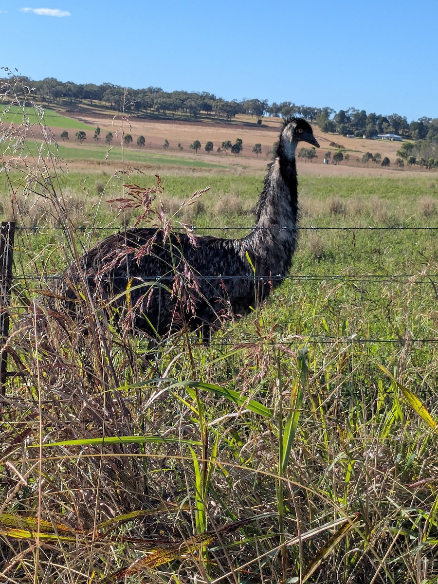 Emu - ML634876872