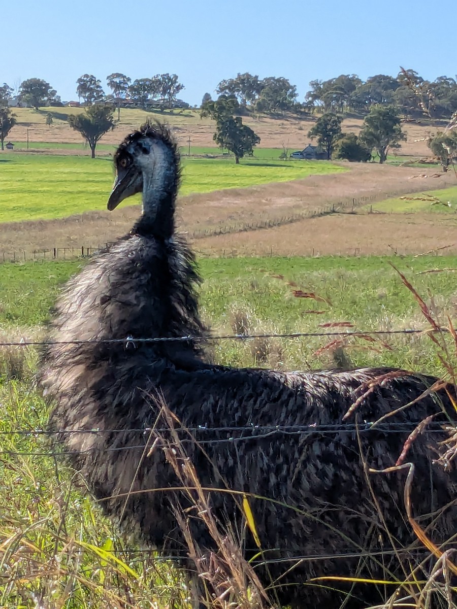 Emu - ML634876873