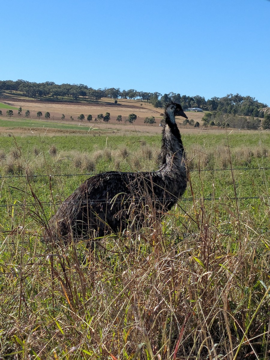 Emu - ML634876874