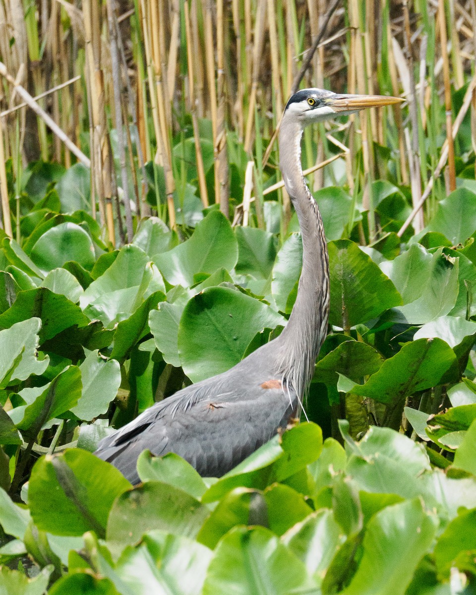 Great Blue Heron - ML634876896