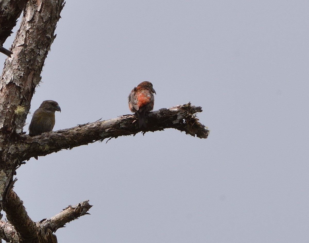 Red Crossbill (Dalat) - ML634876912