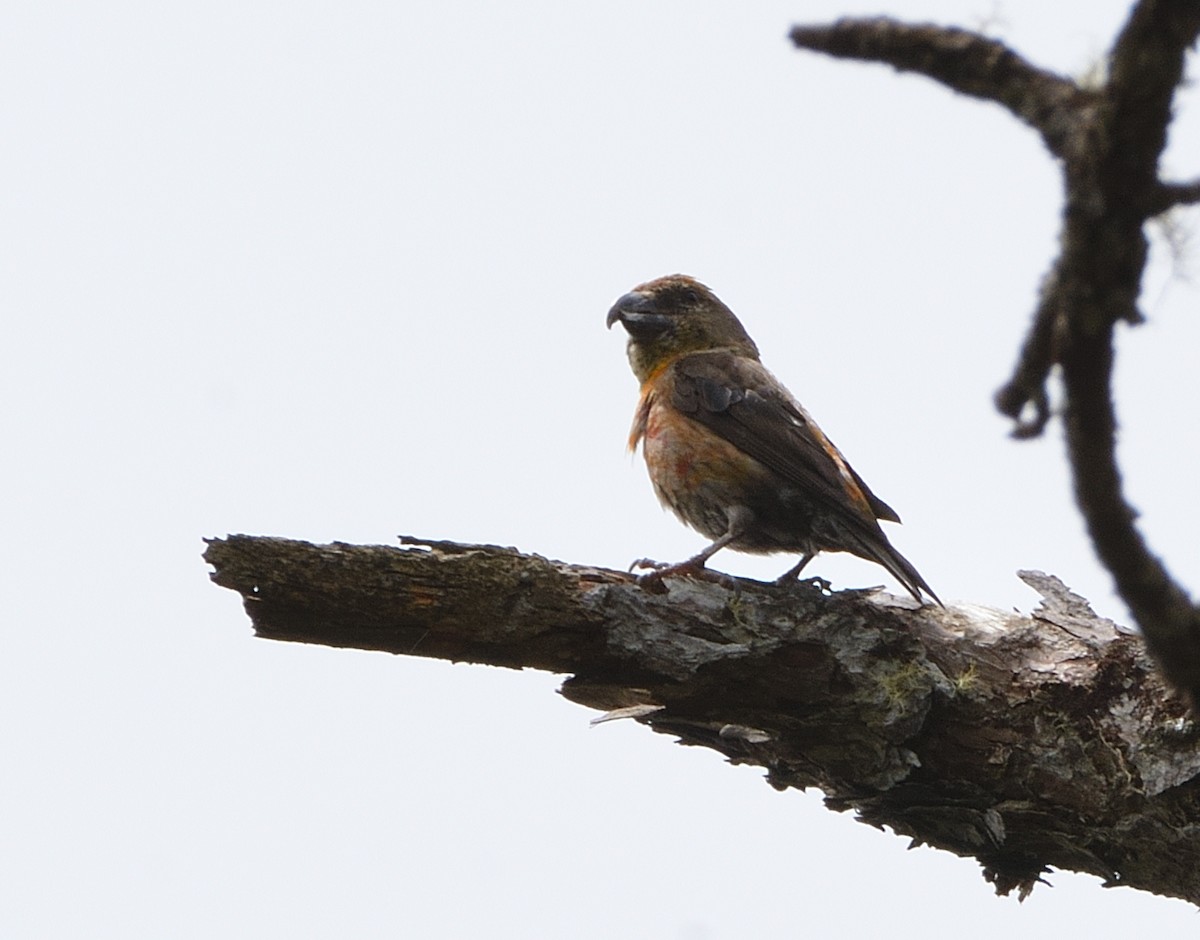 Red Crossbill (Dalat) - ML634876913