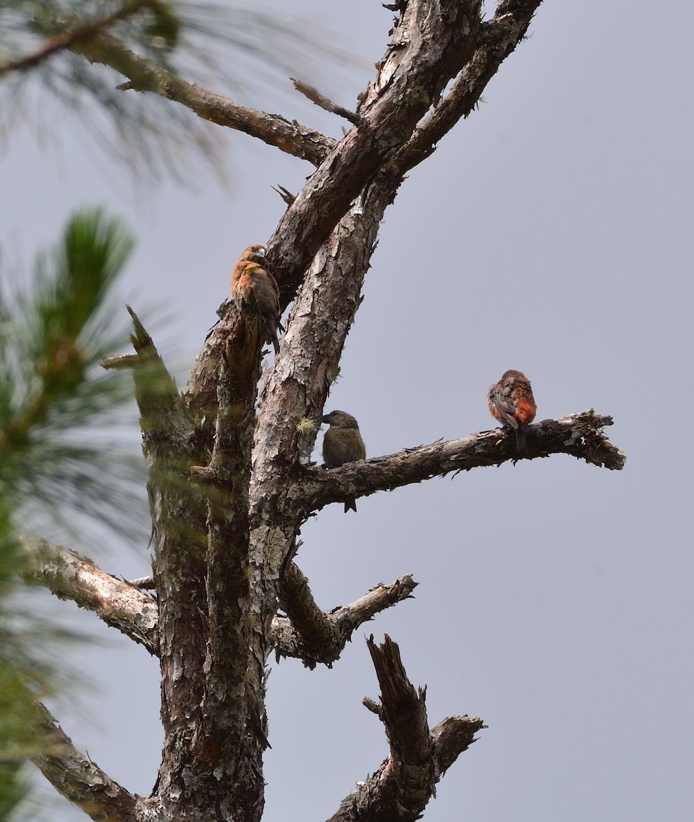 Red Crossbill (Dalat) - ML634876915