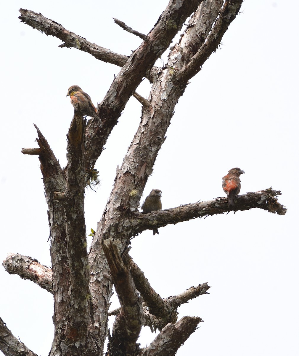Red Crossbill (Dalat) - ML634876916
