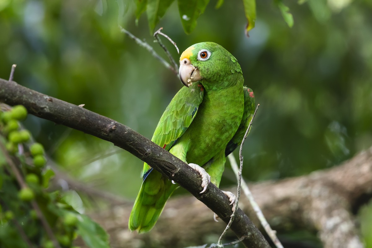 Amazona Real - ML634877085