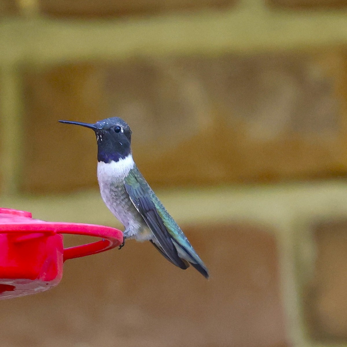 Black-chinned Hummingbird - ML634877109