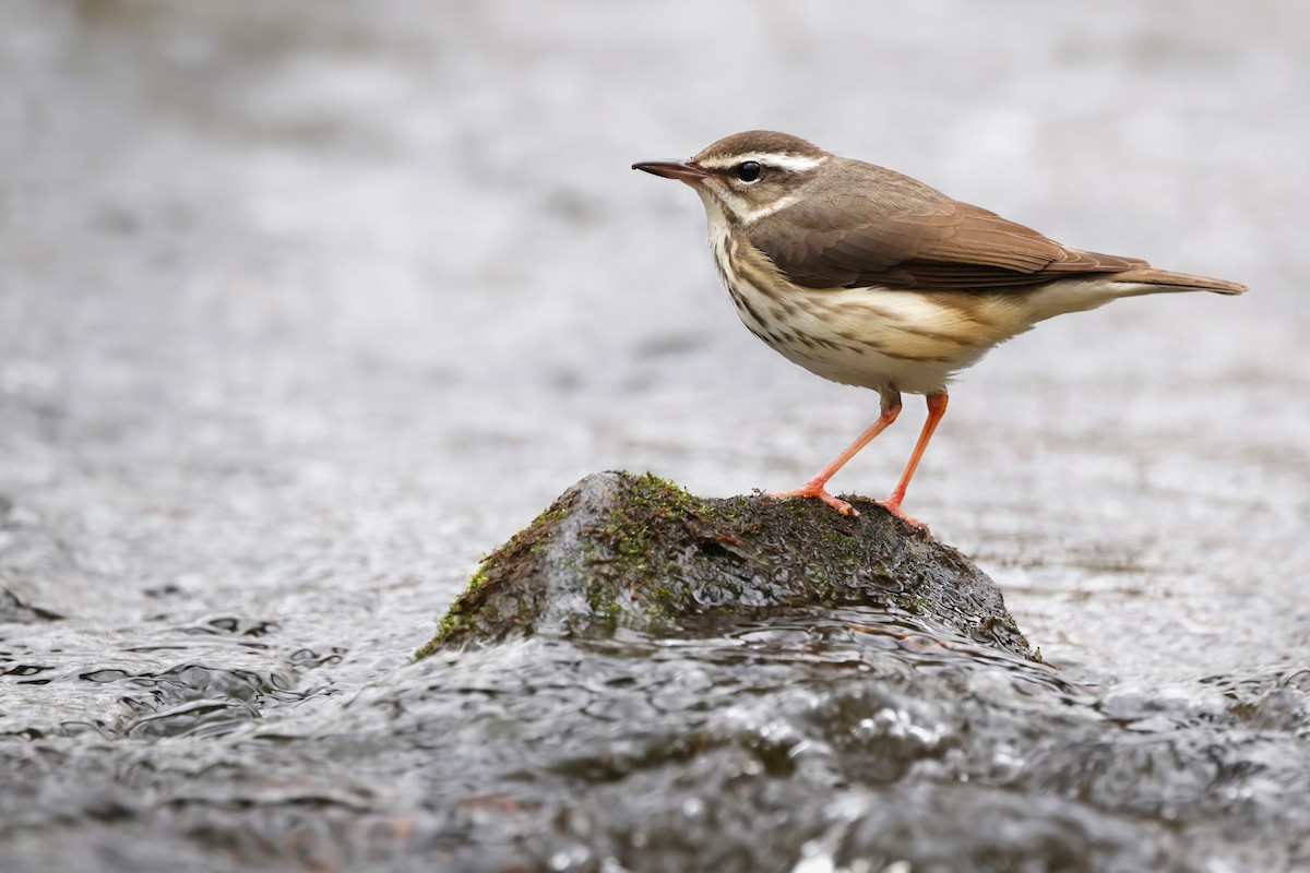Louisiana Waterthrush - ML634877159