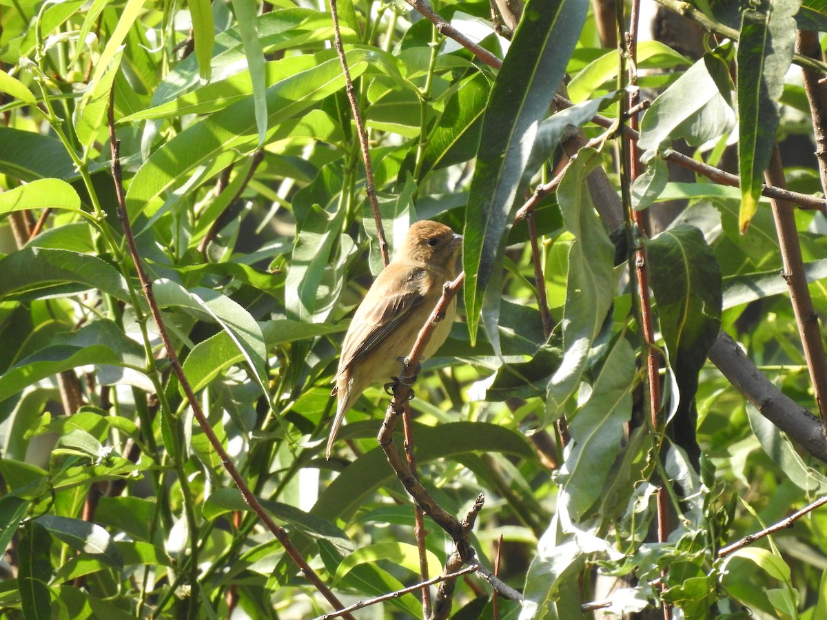 Indigo Bunting - ML634877331
