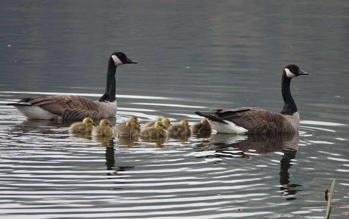 Canada Goose - ML634877437
