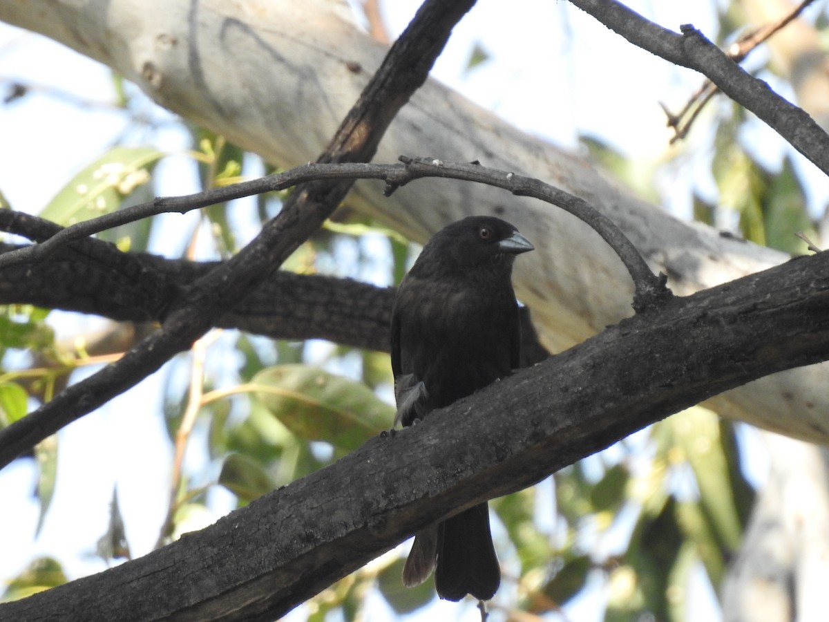 Bronzed Cowbird - ML634877441