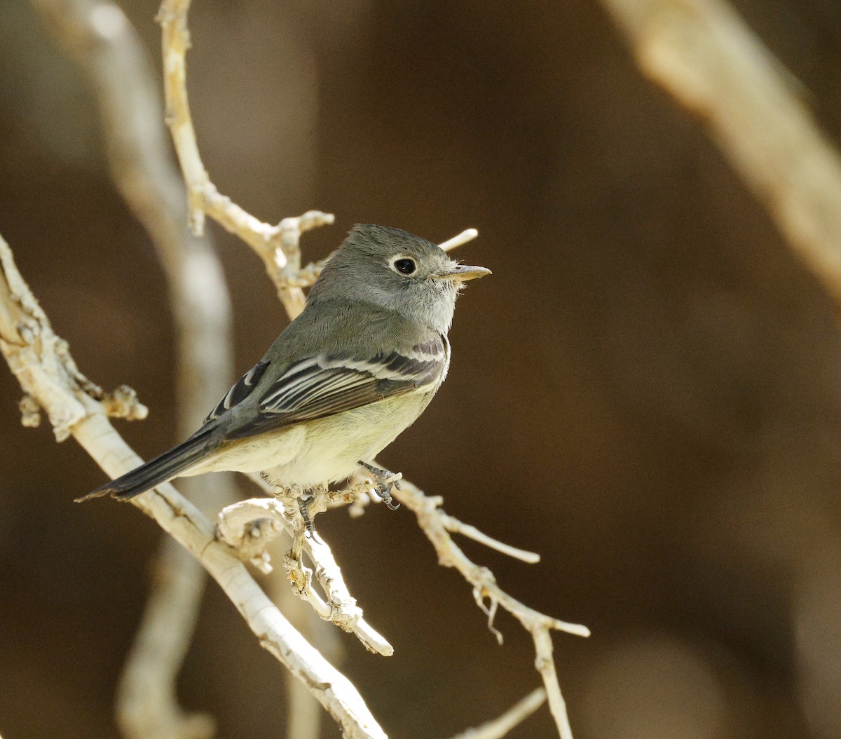 Hammond's Flycatcher - ML634877481